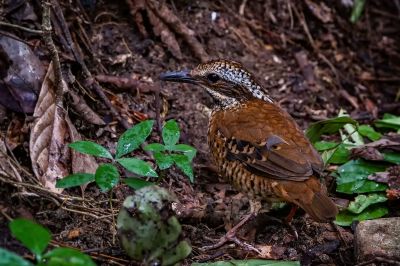 Ohrenpitta (W) / Eared Pitta