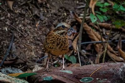 Ohrenpitta (W) / Eared Pitta