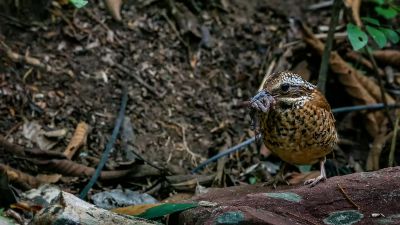 Ohrenpitta (W) / Eared Pitta