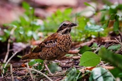 Ohrenpitta (W) / Eared Pitta