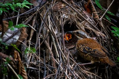 Ohrenpitta (W) / Eared Pitta