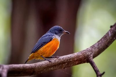 Orangebauch-Mistelfresser (M) / Orange-bellied Flowerpecker