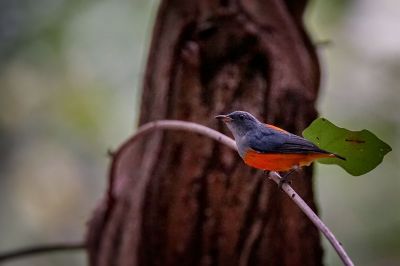 Orangebauch-Mistelfresser (M) / Orange-bellied Flowerpecker