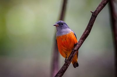 Orangebauch-Mistelfresser (M) / Orange-bellied Flowerpecker