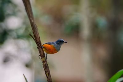 Orangebauch-Mistelfresser (M) / Orange-bellied Flowerpecker