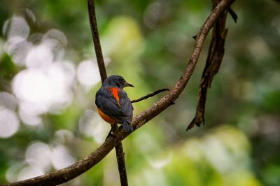 Orangebauch-Mistelfresser (M) / Orange-bellied Flowerpecker