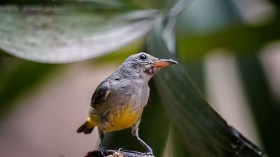 Orangebauch-Mistelfresser (W) / Orange-bellied Flowerpecker