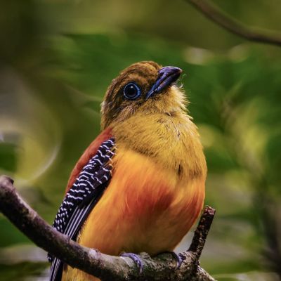 Orangebrusttrogon (M) / Orange-breasted Trogon