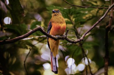 Orangebrusttrogon (M) / Orange-breasted Trogon