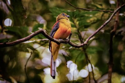 Orangebrusttrogon (M) / Orange-breasted Trogon