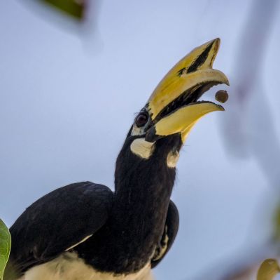 Orienthornvogel / Oriental Pied Hornbill (Northern)