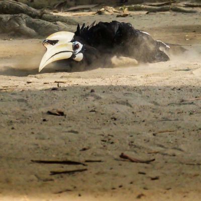 Orienthornvogel / Oriental Pied Hornbill (Northern)