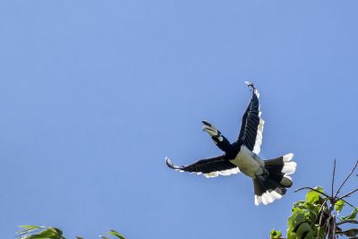 Orienthornvogel / Oriental Pied Hornbill (Northern)