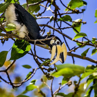 Orienthornvogel / Oriental Pied Hornbill (Northern)