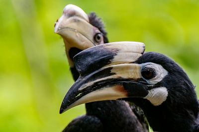 Orienthornvogel / Oriental Pied Hornbill (Northern)