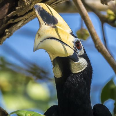 Orienthornvogel / Oriental Pied Hornbill (Northern)