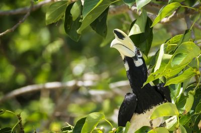 Orienthornvogel / Oriental Pied Hornbill (Northern)