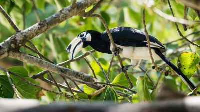 Orienthornvogel / Oriental Pied Hornbill (Northern)