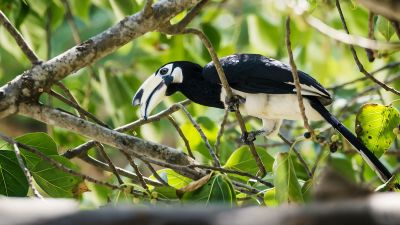 Orienthornvogel / Oriental Pied Hornbill (Northern)