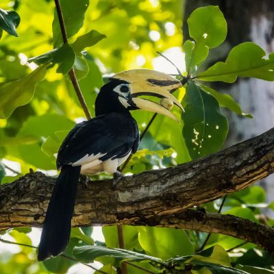 Orienthornvogel / Oriental Pied Hornbill (Northern)