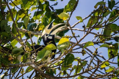 Orienthornvogel / Oriental Pied Hornbill (Northern)