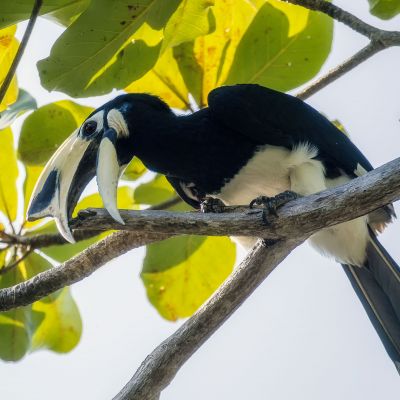 Orienthornvogel / Oriental Pied Hornbill (Northern)