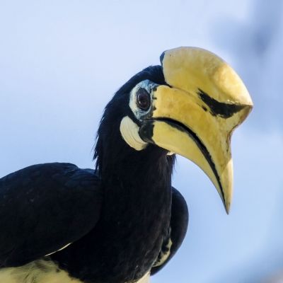 Orienthornvogel / Oriental Pied Hornbill (Northern)