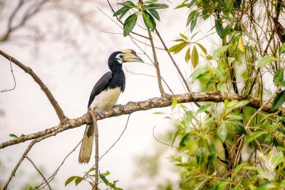 Orienthornvogel / Oriental Pied Hornbill (Southern)
