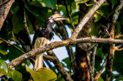 Orienthornvogel / Oriental Pied Hornbill (Southern)