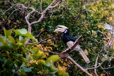 Orienthornvogel / Oriental Pied Hornbill (Southern)