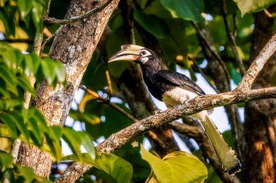 Orienthornvogel / Oriental Pied Hornbill (Southern)