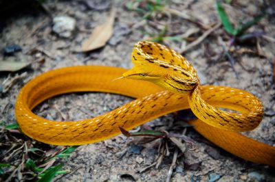 Peitschennatter - Baumschnüffler / Oriental Whip Snake - Asian vine snake