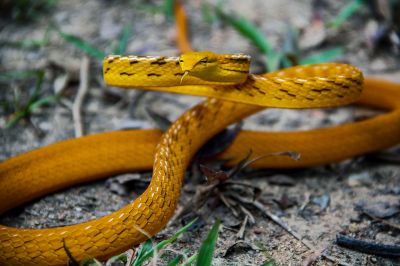 Peitschennatter - Baumschnüffler / Oriental Whip Snake - Asian vine snake