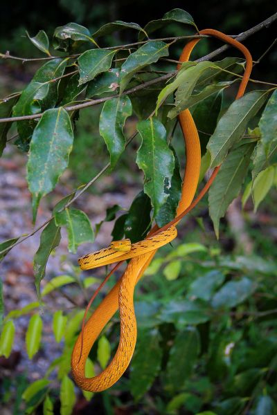 Peitschennatter - Baumschnüffler / Oriental Whip Snake - Asian vine snake