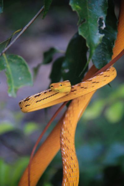 Peitschennatter - Baumschnüffler / Oriental Whip Snake - Asian vine snake