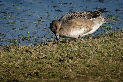 Pfeifente (F) / Eurasian Wigeon