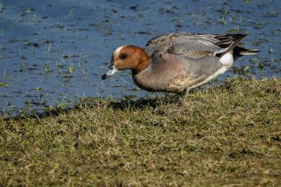 Pfeifente (M) / Eurasian Wigeon