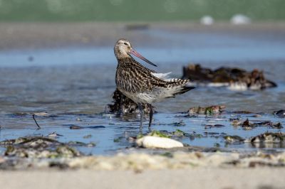 Pfuhlschnepfe / Bar-tailed Godwit