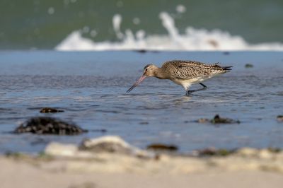 Pfuhlschnepfe / Bar-tailed Godwit