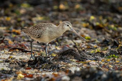 Pfuhlschnepfe / Bar-tailed Godwit