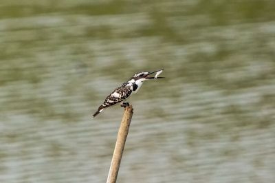 Graufischer / Pied Kingfisher