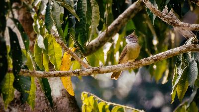 Blassbauch-Haubenbülbül / Puff-throated Bulbul