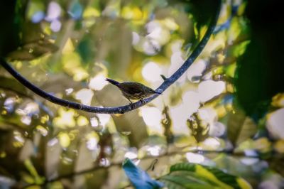 Streifennektarvogel / Purple-naped Spiderhunter