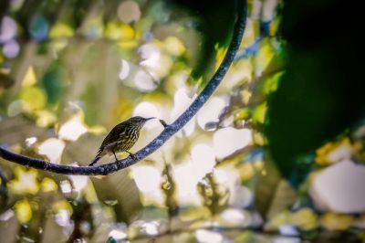 Streifennektarvogel / Purple-naped Spiderhunter