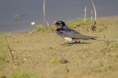 Rauchschwalbe / Barn Swallow