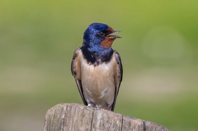 Rauchschwalbe / Barn Swallow