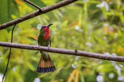 Rotbartspint / Red-bearded Bee-eater