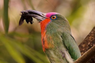 Rotbartspint / Red-bearded Bee-eater