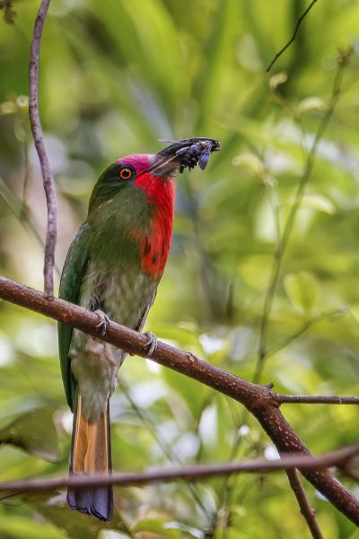 Rotbartspint / Red-bearded Bee-eater