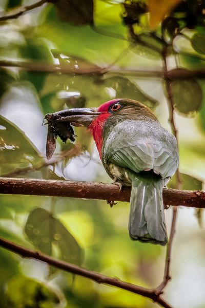 Rotbartspint / Red-bearded Bee-eater